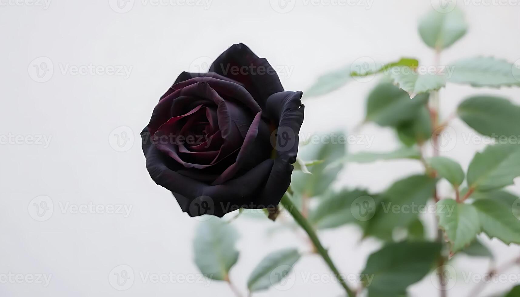 Dark Beauty A Single Black Rose in Close-Up photo