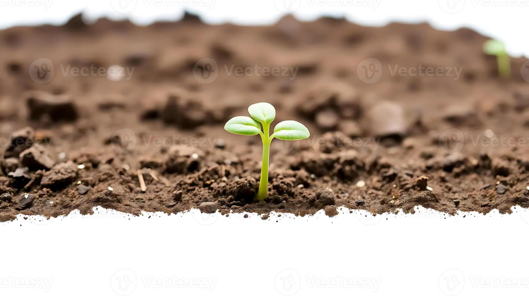 A Tiny Sprout Emerging from Dark Soil photo