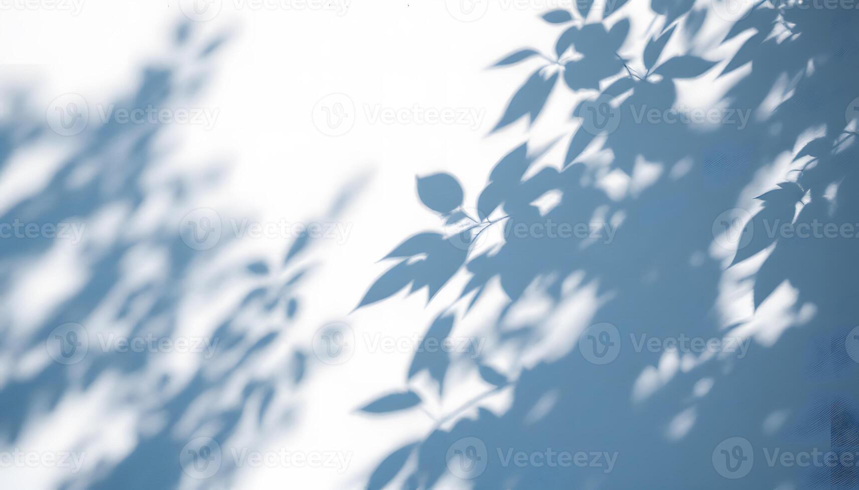 Serene Leaf Shadows A Study in Light and Shadow photo
