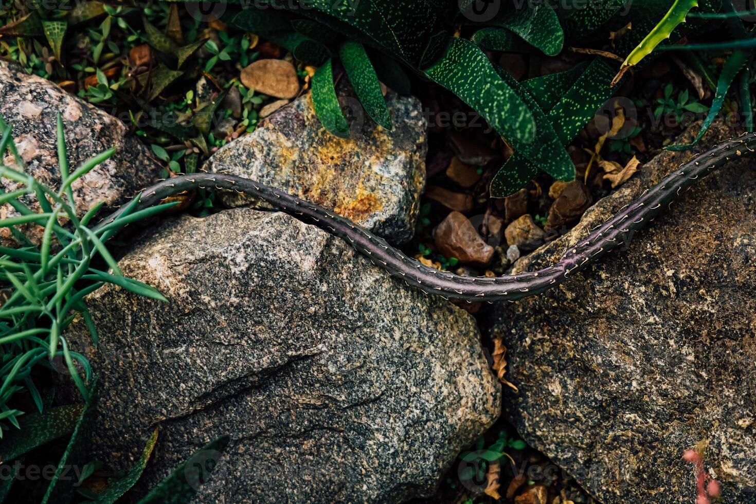 cactus resembles a snake among rocks and plants in a vibrant natural setting during daylight hours photo