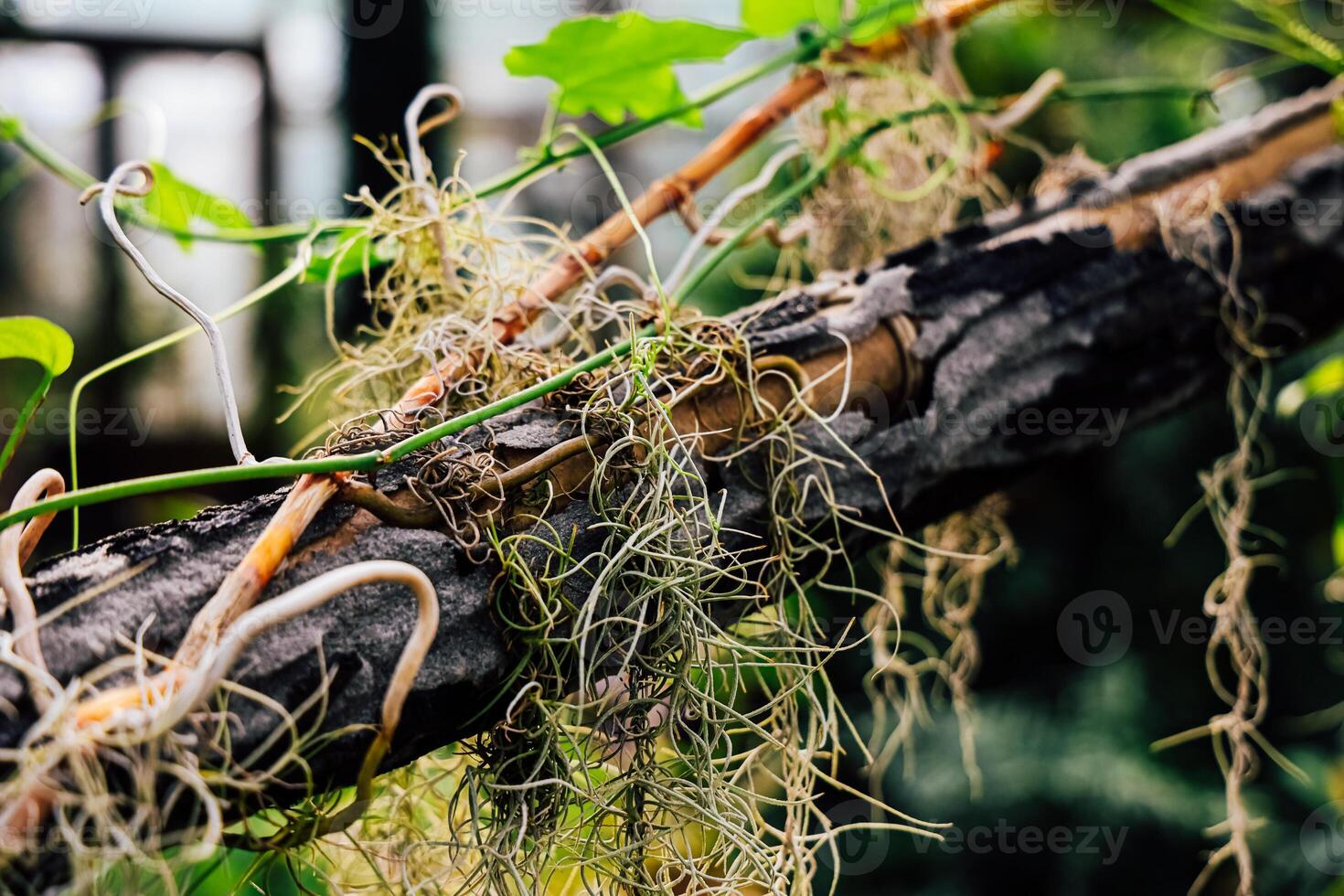 Natural vegetation spreads across a weathered branch in a lush environment during daylight hours photo