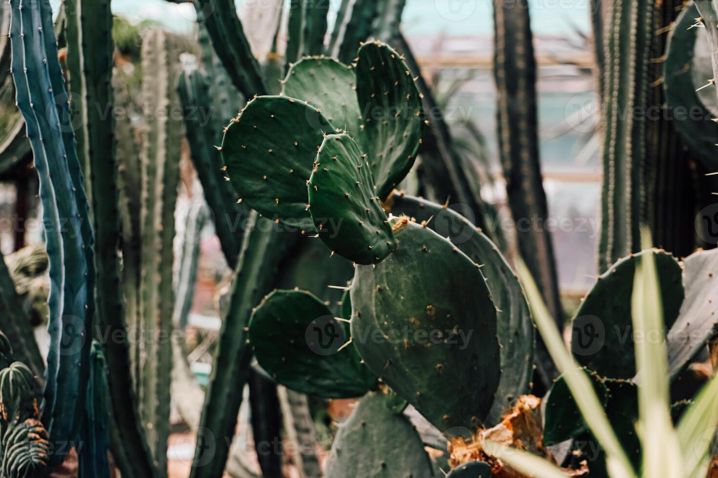 Cacti thrive in a greenhouse setting showcasing diverse plant species photo