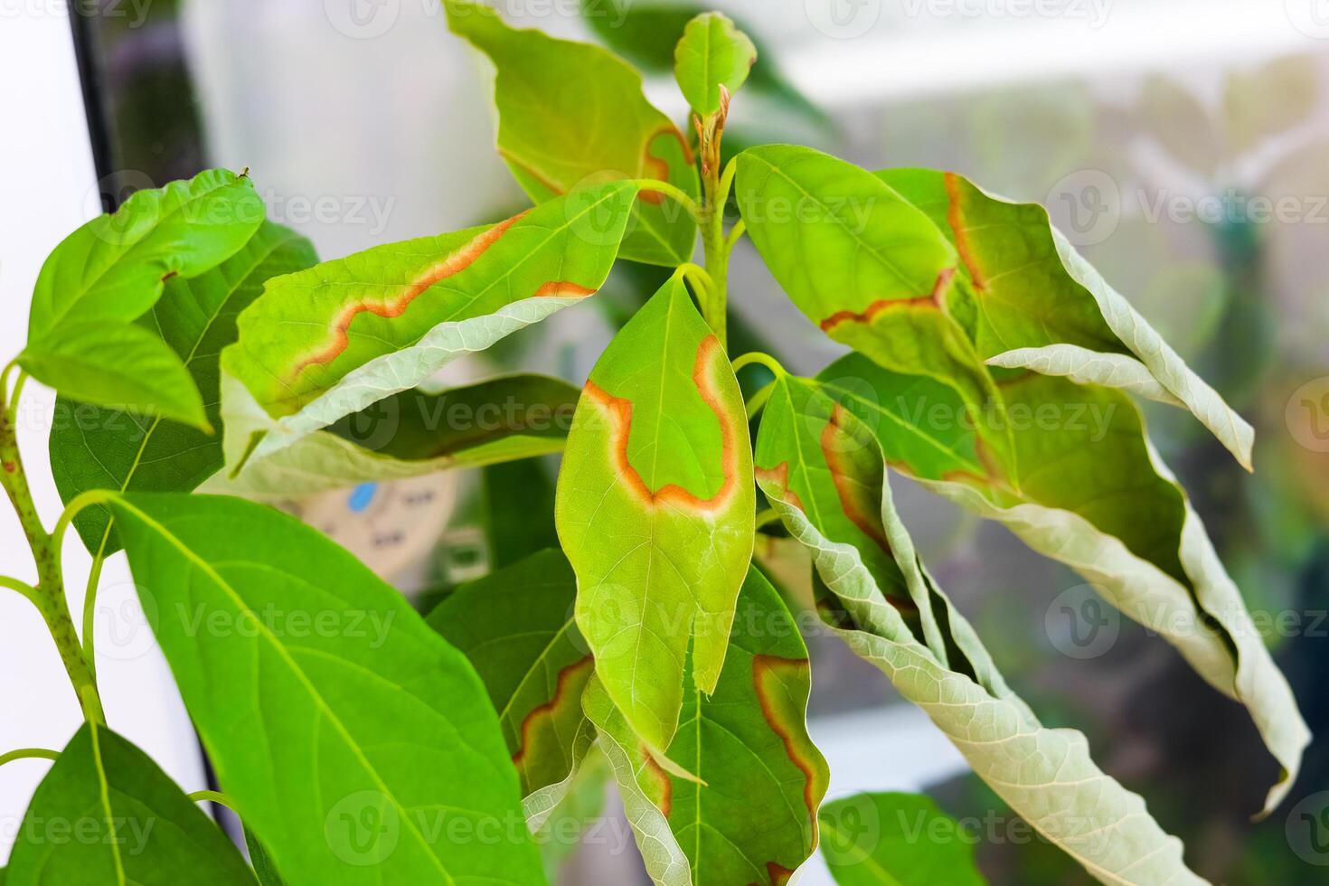 Leaves displaying unusual yellowing and curling in a close-up urban garden setting photo