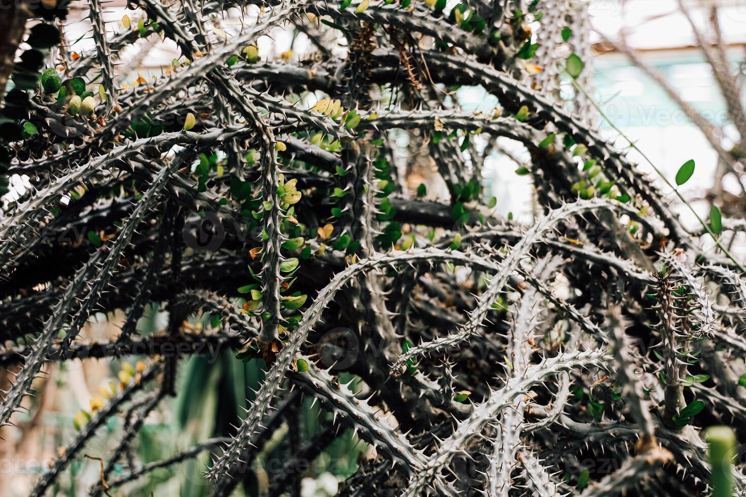Unique cactus with spiny branches and small green leaves in a botanical garden setting photo