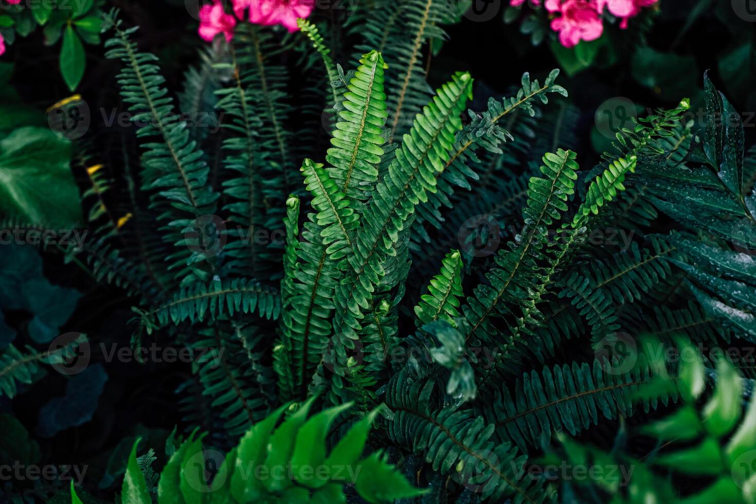 Lush green ferns among vibrant pink flowers create a tropical atmosphere in the garden photo