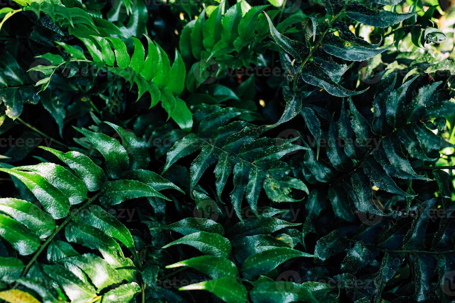 Lush green fern leaves thriving in a tropical garden under bright sunlight photo
