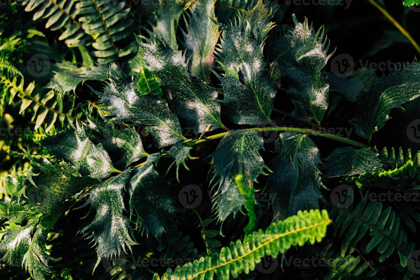 Dense green ferns growing in a forest setting during daylight hours photo