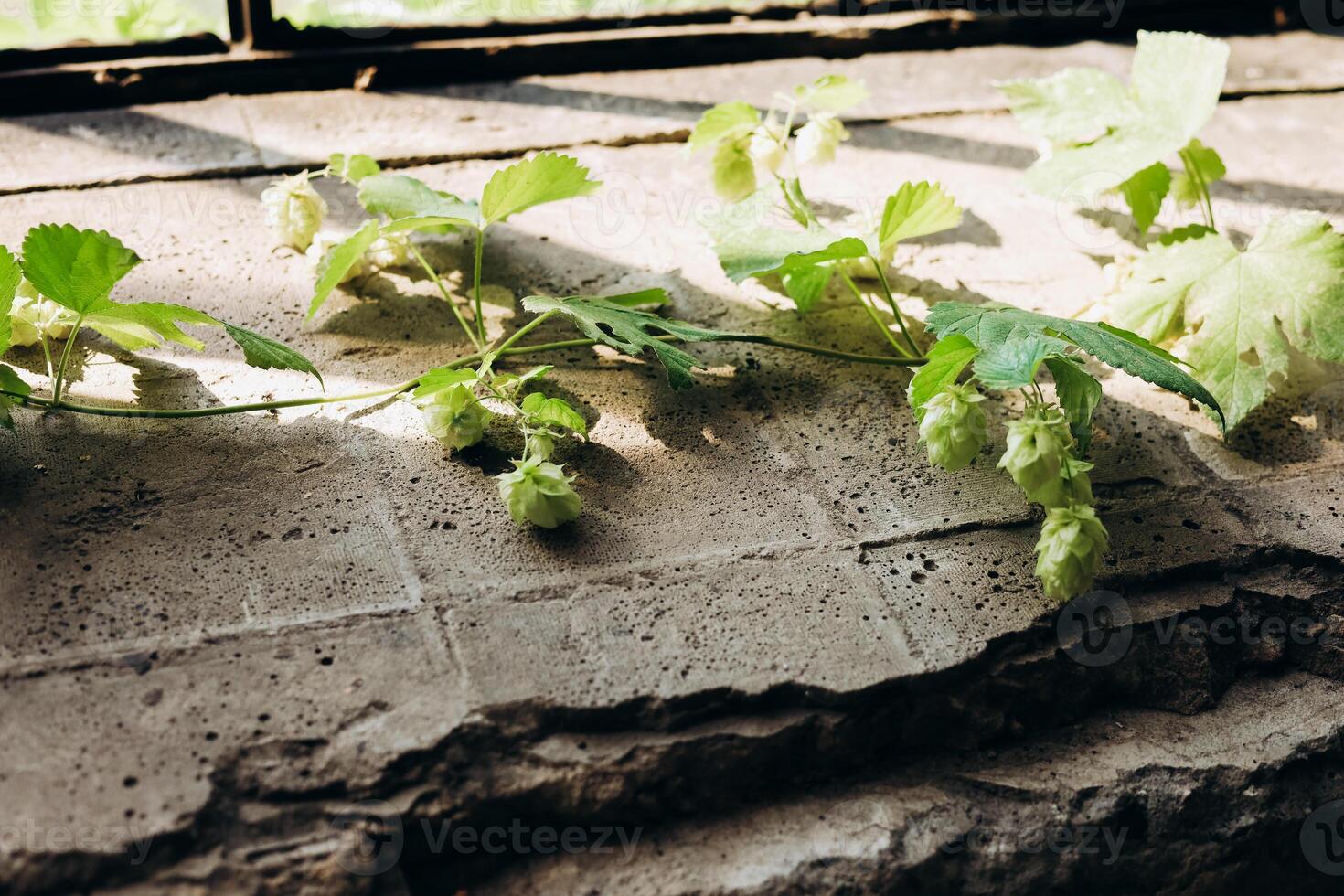 Hops vines resting on an old stone surface in a sunlit indoor setting during the afternoon photo