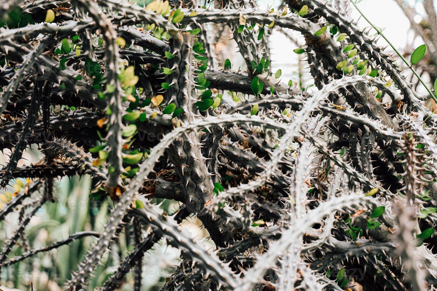 Cactus plants grow with vibrant green leaves among the sharp thorns in sunlight photo
