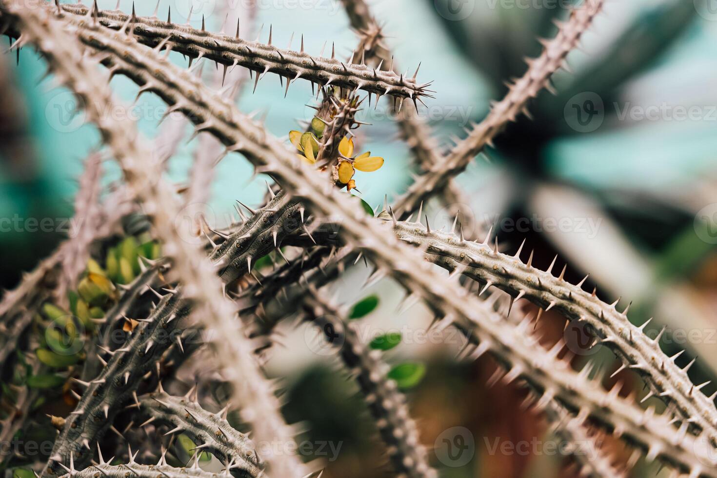 Spiky cactus branches display intricate patterns in a vibrant garden photo