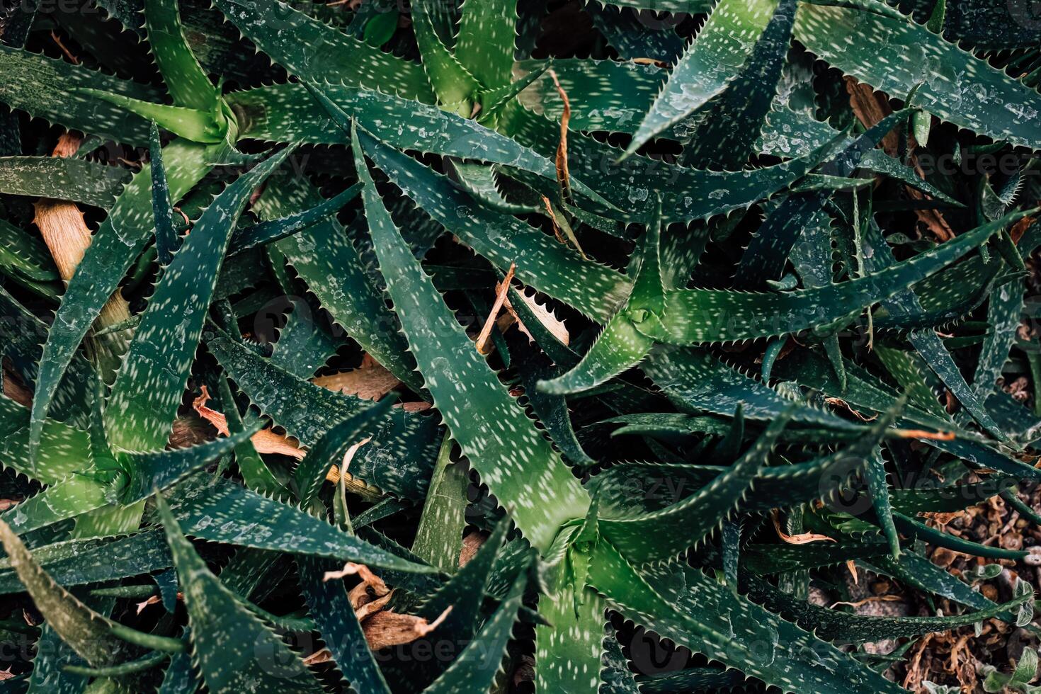 Lush green aloe vera plants thriving in a natural garden setting under bright sunlight photo