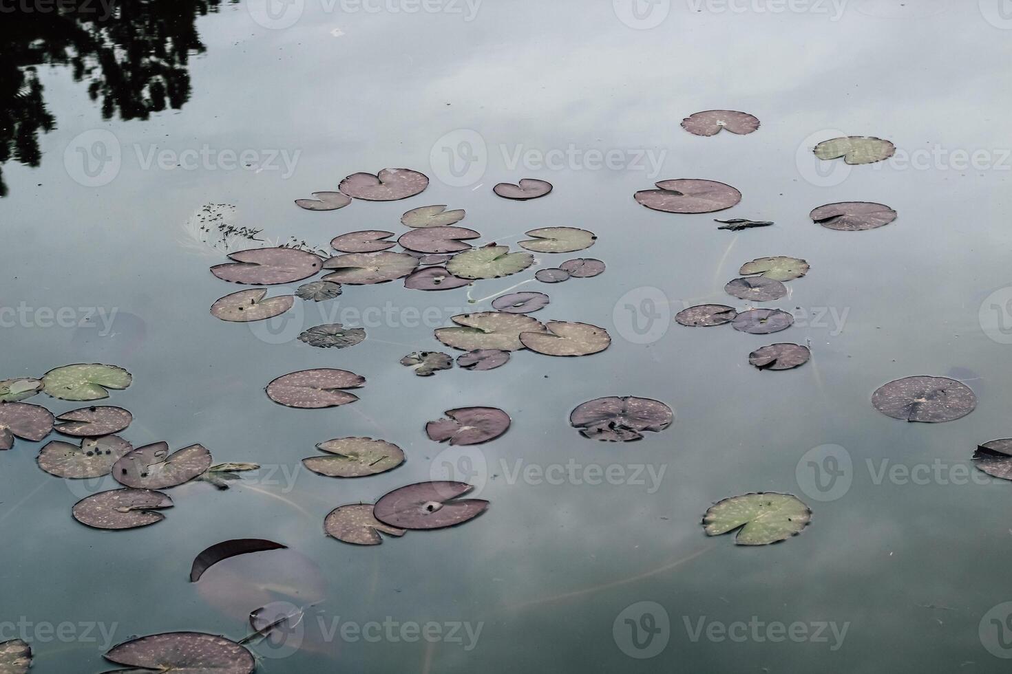 Lily pads float on still water in a serene natural environment at midday photo