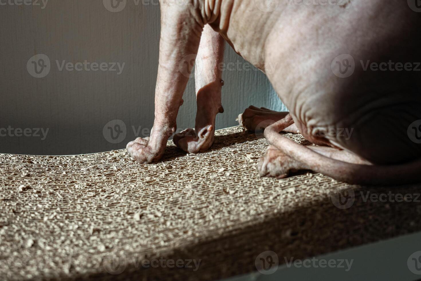Sphynx cat relaxing on a textured scratching post in warm sunlight during the afternoon photo