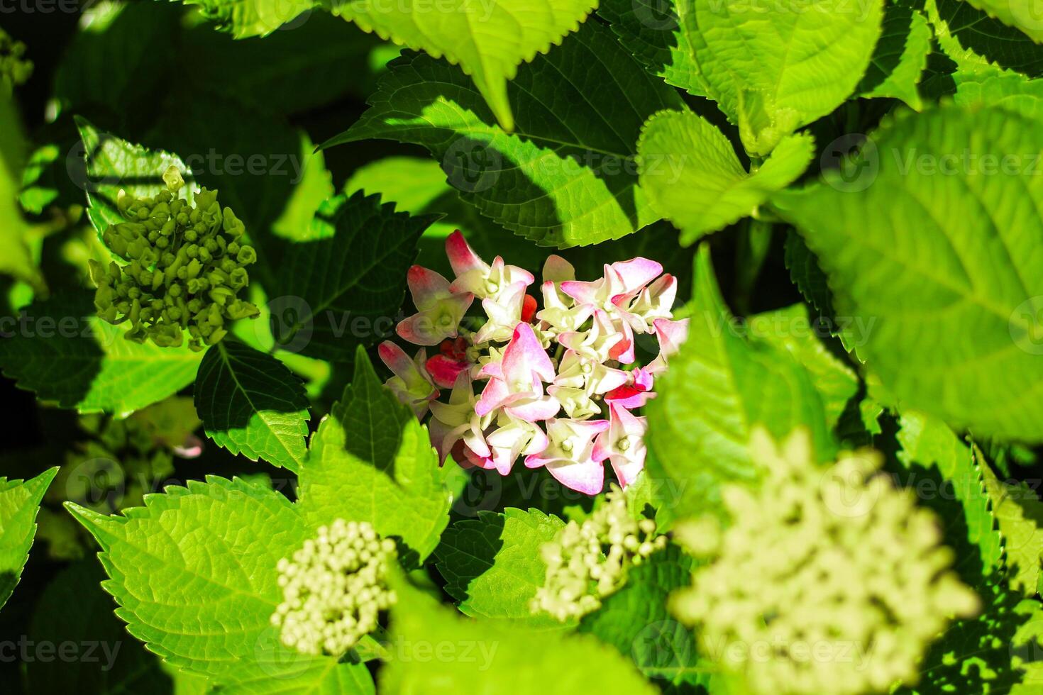 Colorful hydrangea blooms among lush green foliage in a sunny garden setting photo