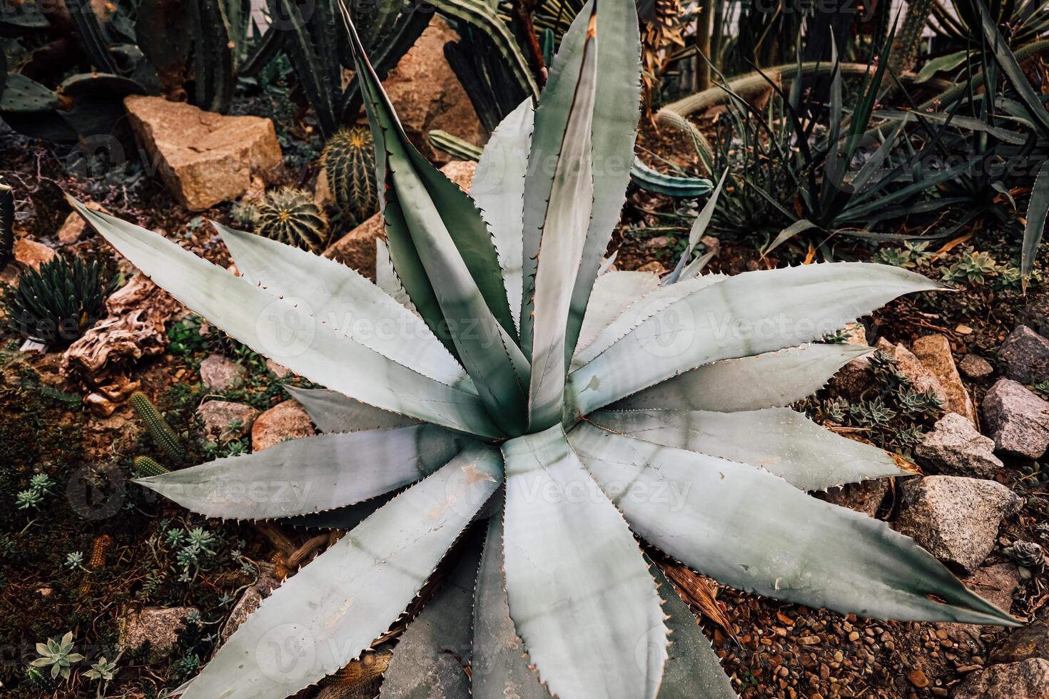 Large agave plant thriving in dense garden during a sunny afternoon in a desert environment photo
