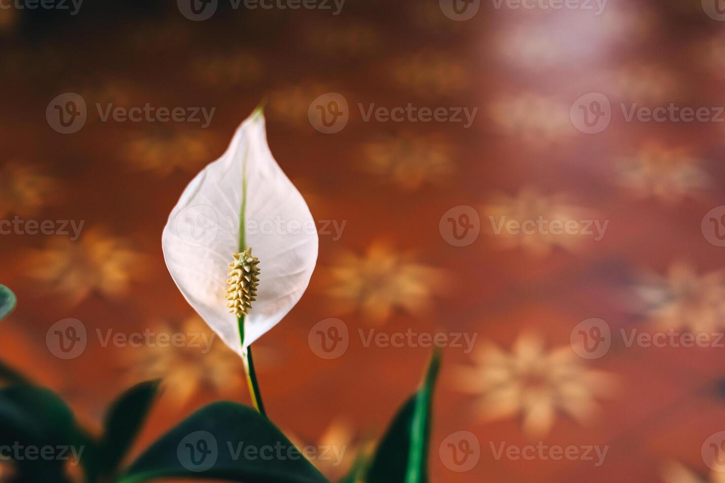 White Spathiphyllum bloom in green plant against patterned floor displayed indoors photo