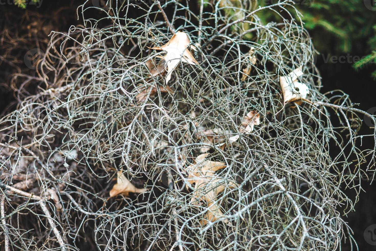 Spanish moss and fallen leaves create intricate patterns on forest floor in morning light photo