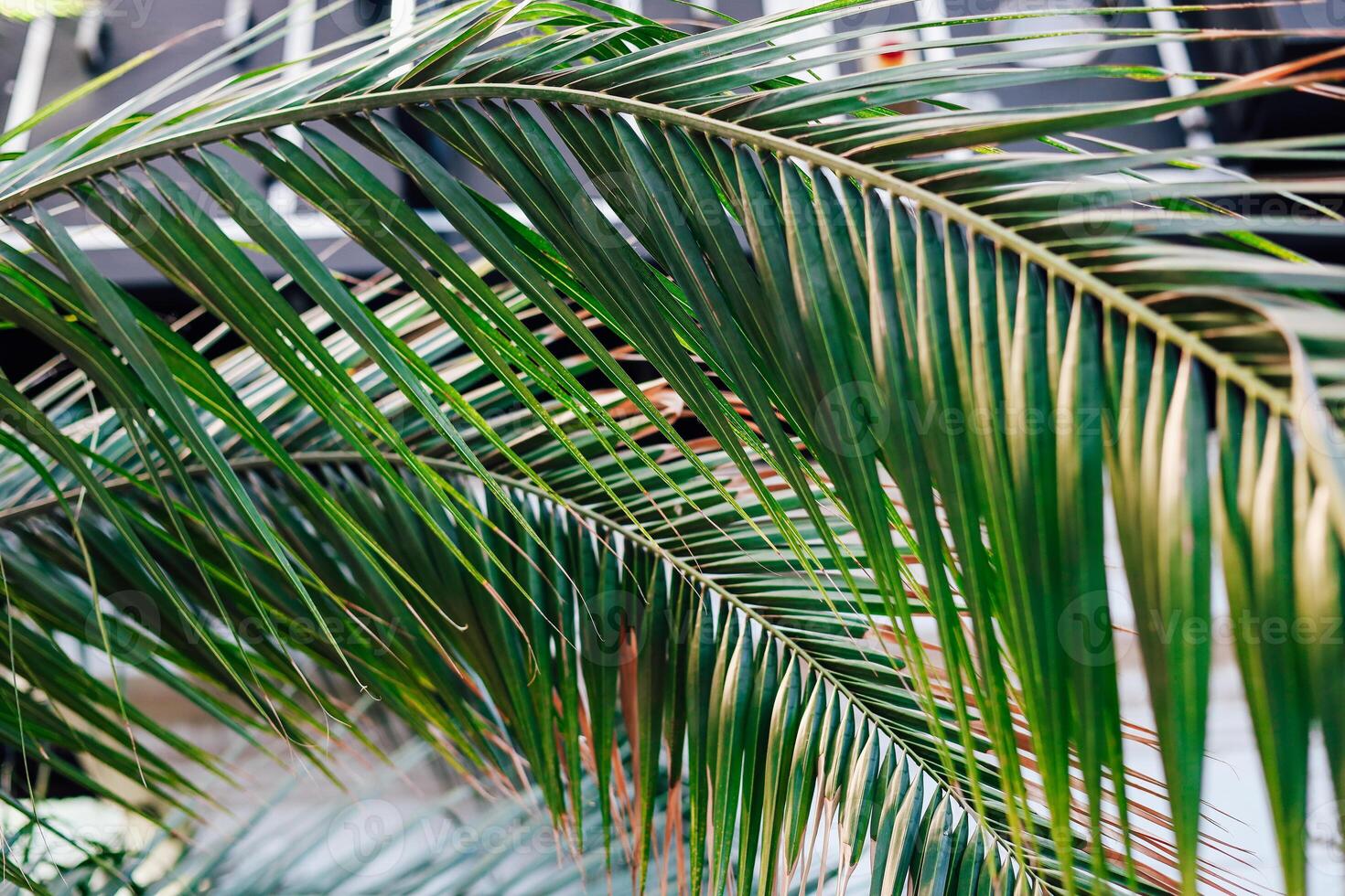 Lush green palm leaves creating a tropical atmosphere in an urban setting photo