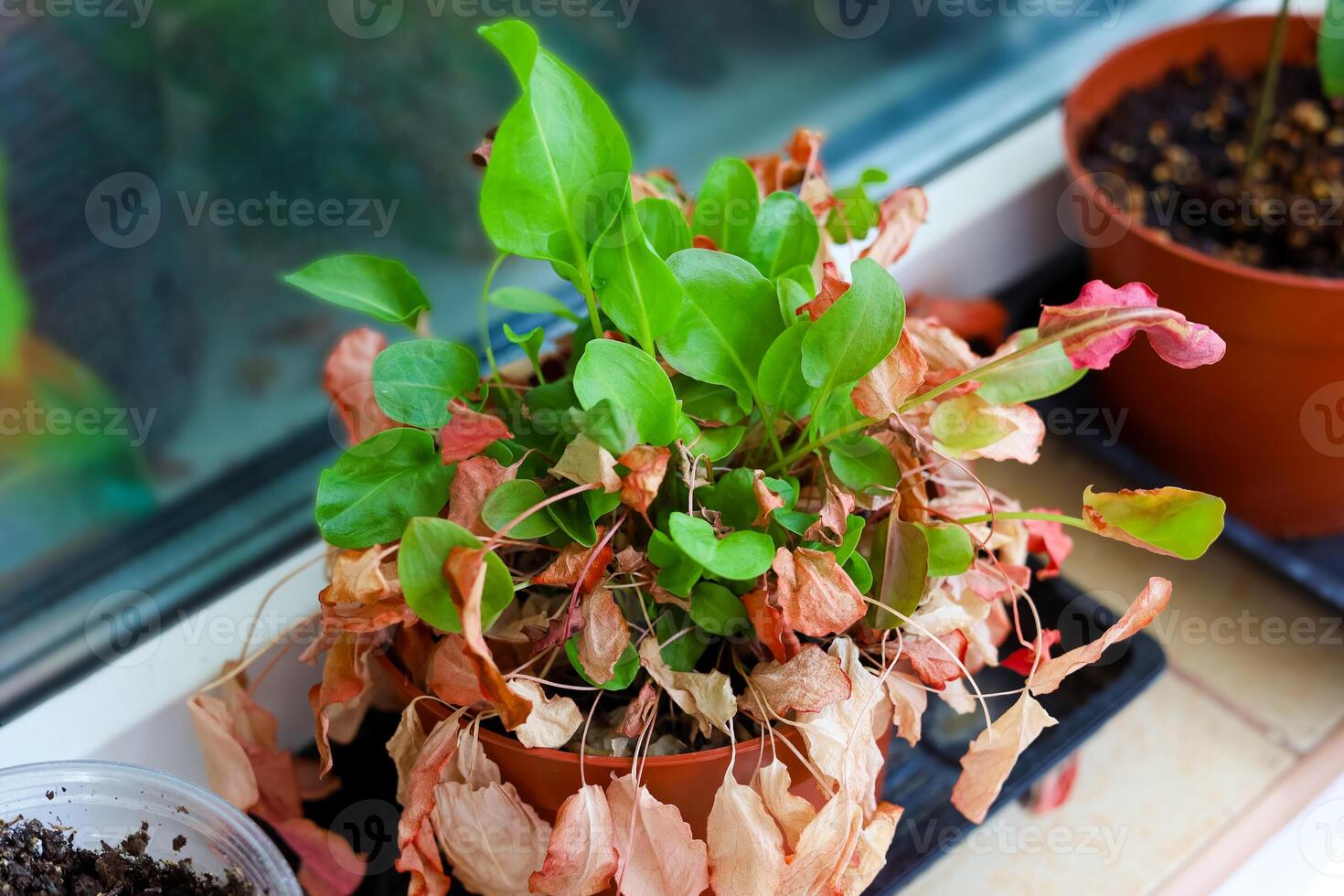 Indoor plant showing signs of neglect and wilting in a sunny window photo