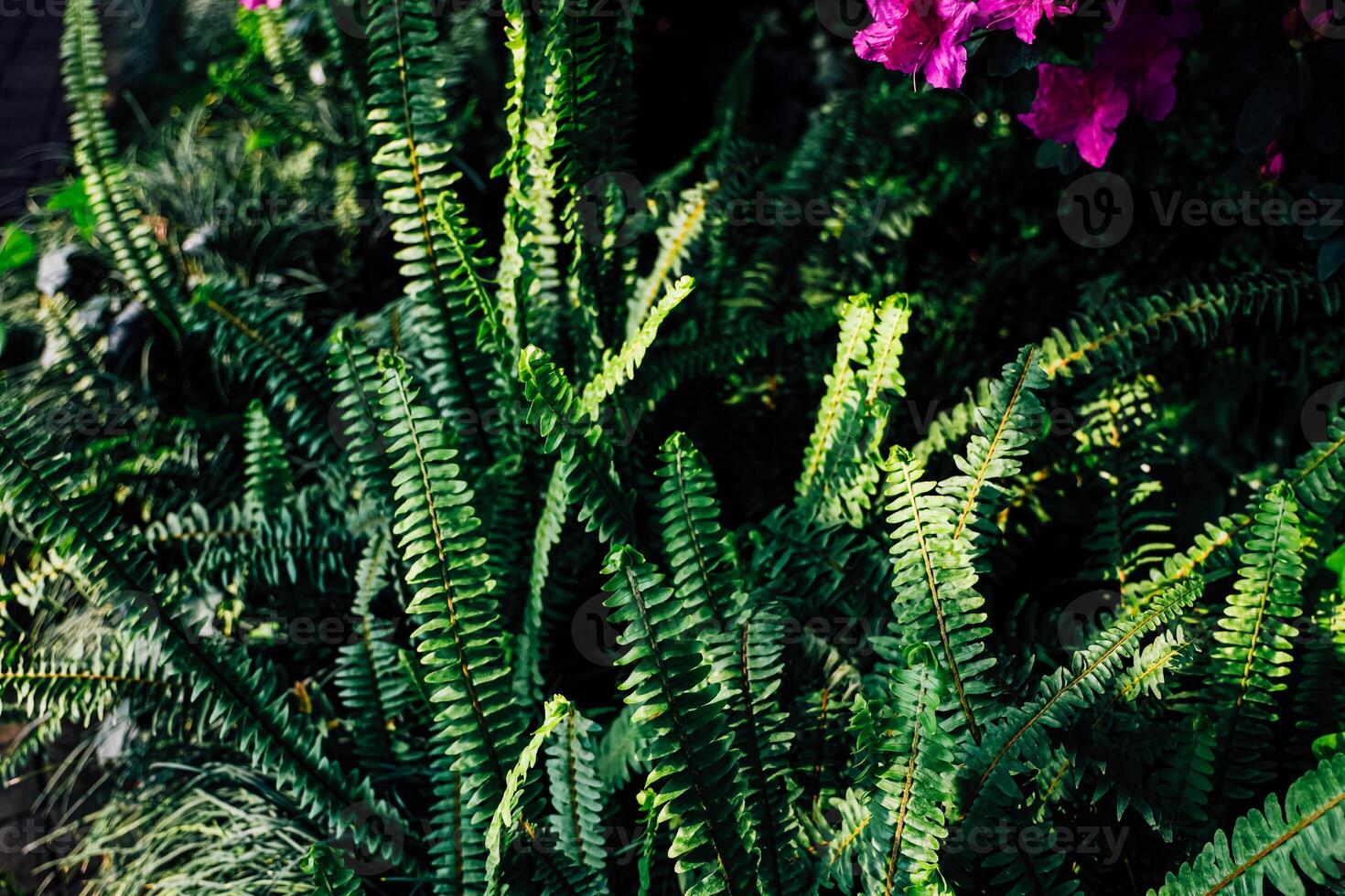 Lush green ferns growing vibrantly among colorful flowers in a garden setting photo