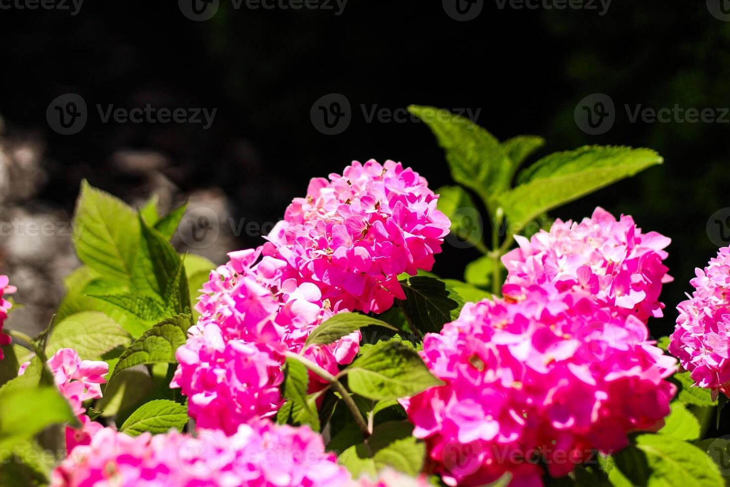 Vibrant pink hydrangeas bloom in a garden under bright sunlight during spring season photo