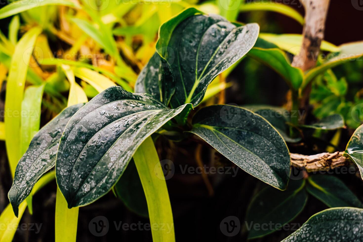 Close-up view of fresh green leaves with droplets in a lush garden setting during daytime photo