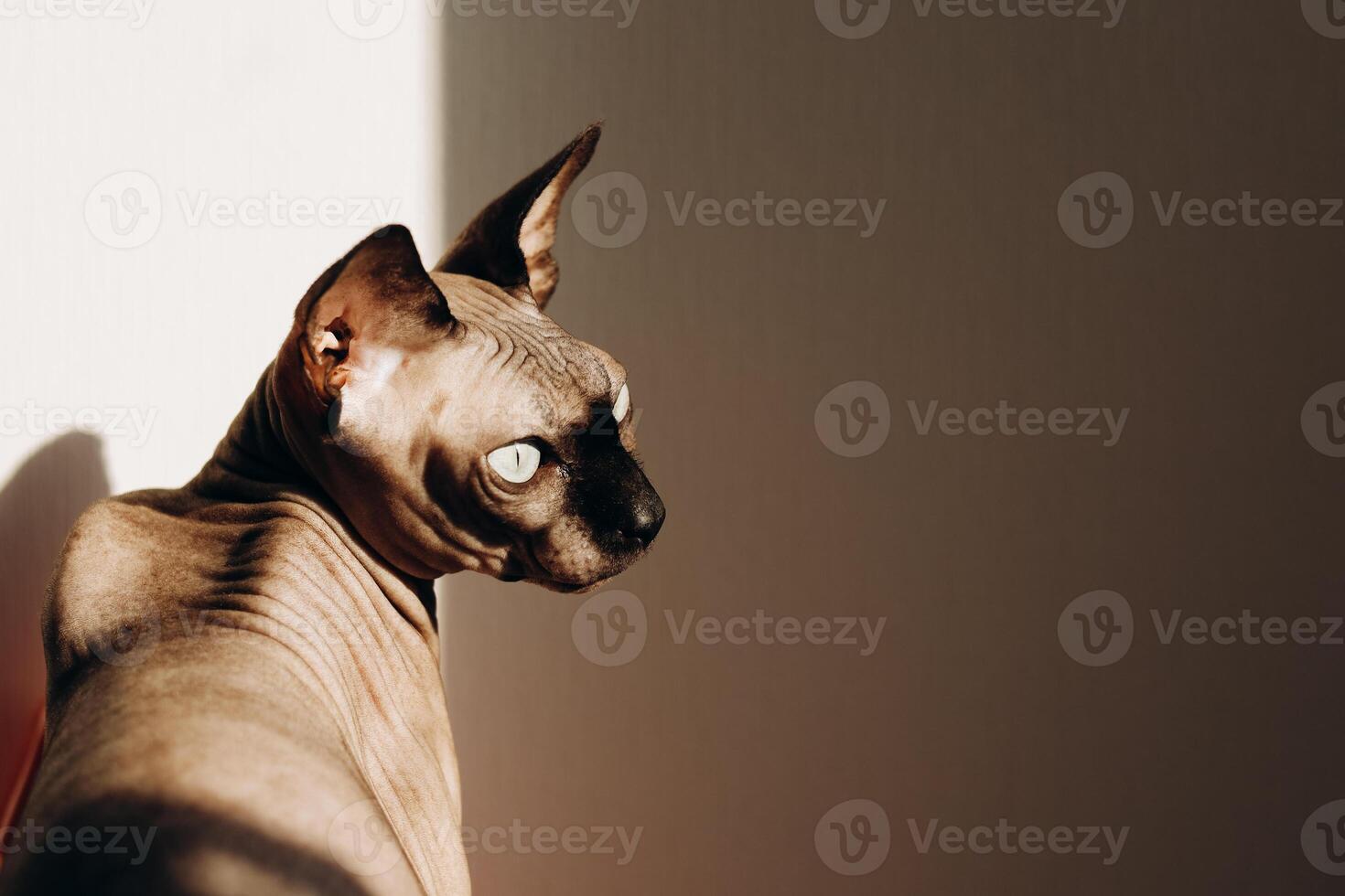 Sphynx cat relaxing in sunlight with a captivating gaze in a cozy indoor space photo