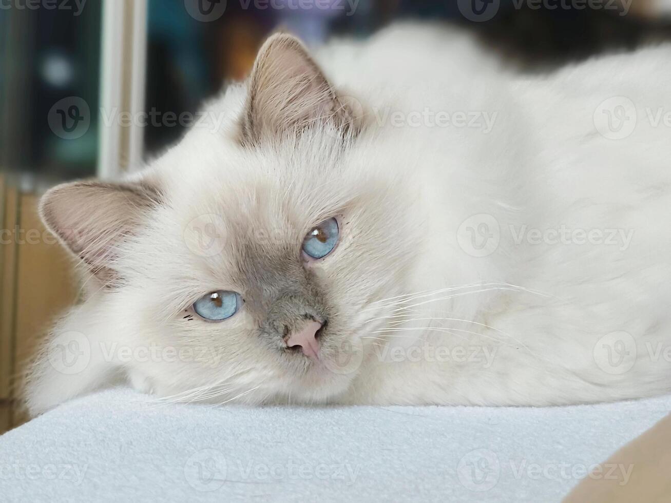 Calm Snow-white cat with blue eyes lies looking into the distance photo