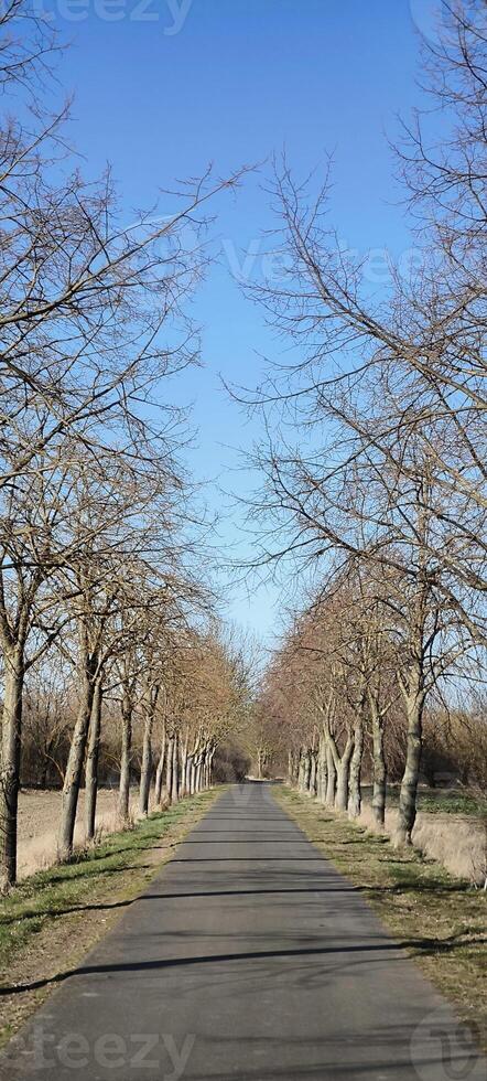 An avenue of leafless trees under a blue sky photo