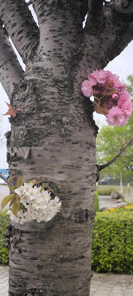 On one trunk of a cherry tree, delicate bunches of both pink and white flowers blossomed simultaneously. Contrast and diversity of spring nature photo