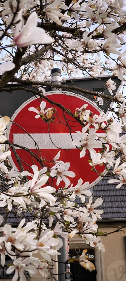 No Entry Road Sign Decorated with Blooming Magnolia in Spring photo