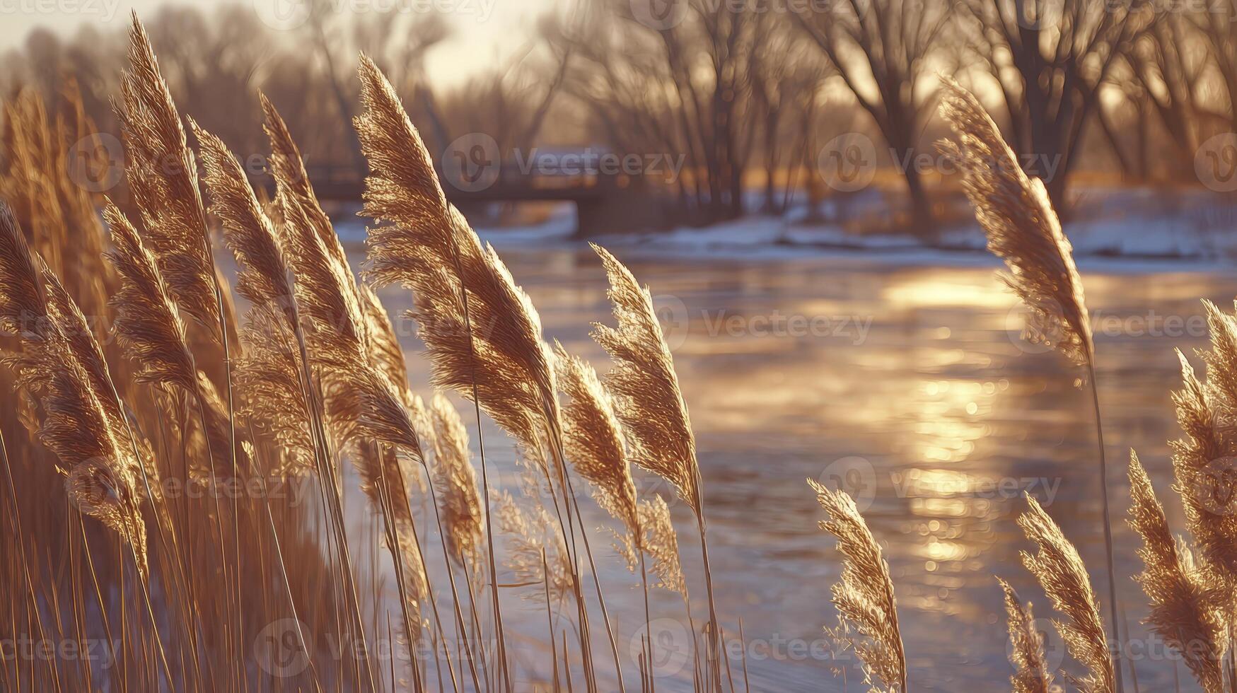 Brown Grasses Illuminated By Golden Hour Sunlight Along A Calm Winter photo