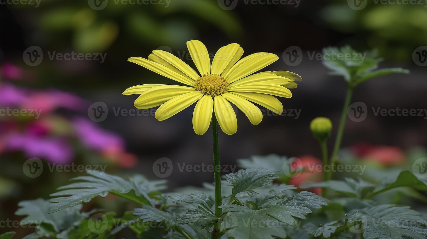Close Up of Vibrant Yellow Flower with Green and Pink Background photo