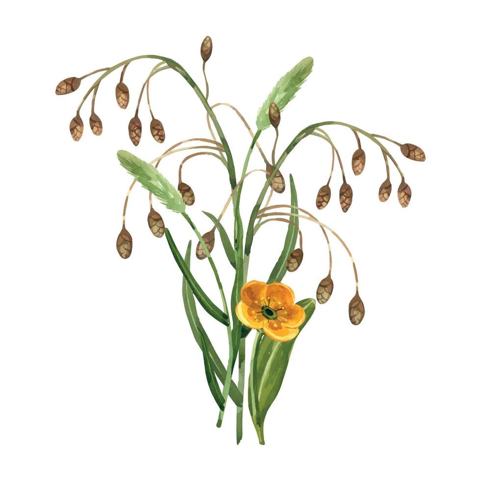 Bouquet of wild flowers. Yellow buttercups, timothy grass, meadow grasses with brown cones. All objects are hand-painted with watercolors. For printing on fabric, paper, for postcards and invitations vector