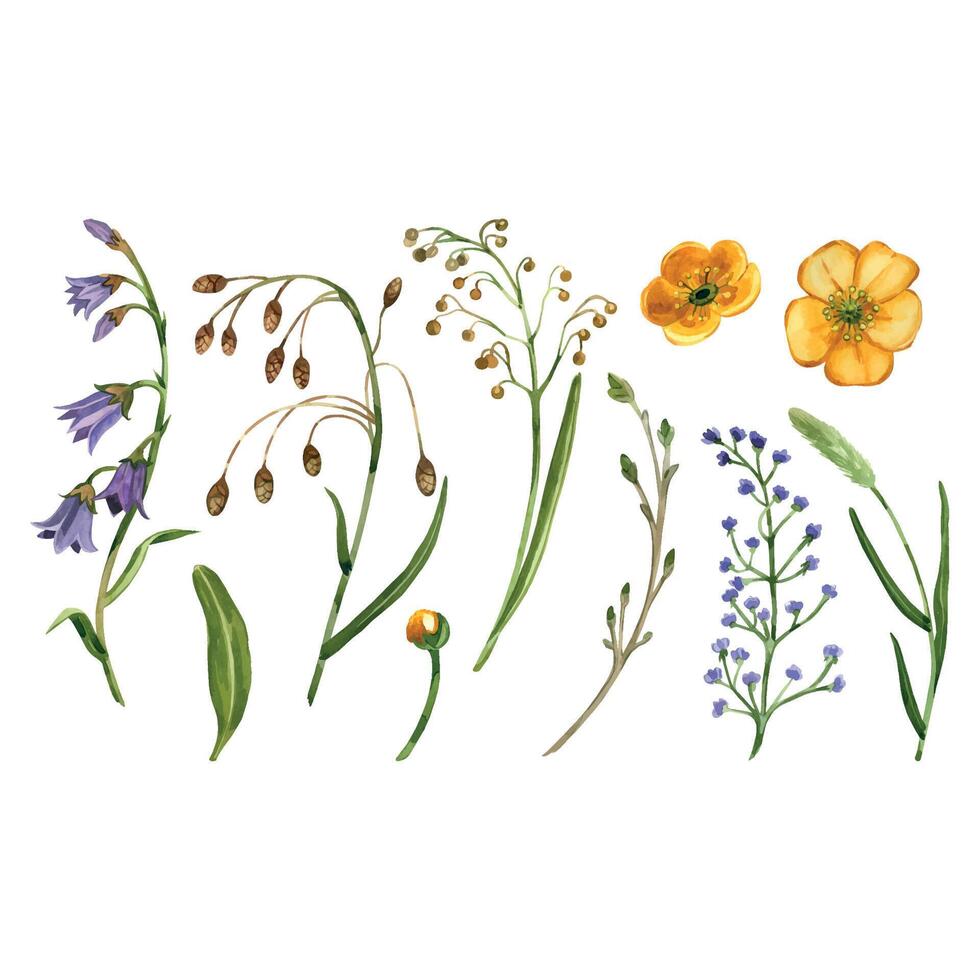 Large set of wild flowers, purple bells, yellow buttercups, timothy grass, leaves and plants. All objects are hand painted with watercolors. Suitable for printing on fabric, paper, for creativity vector