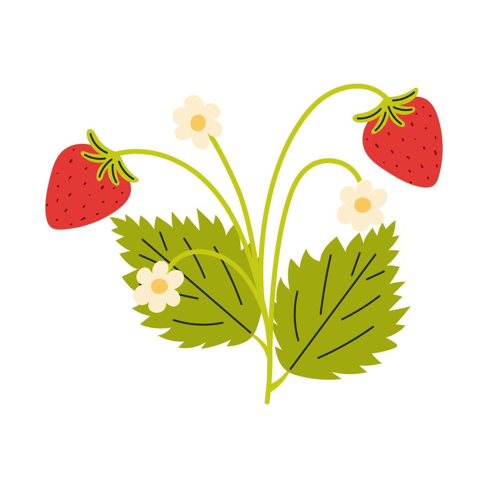 Ripe strawberry bush with blossom and leaves. Juicy summer berry. illustration. vector