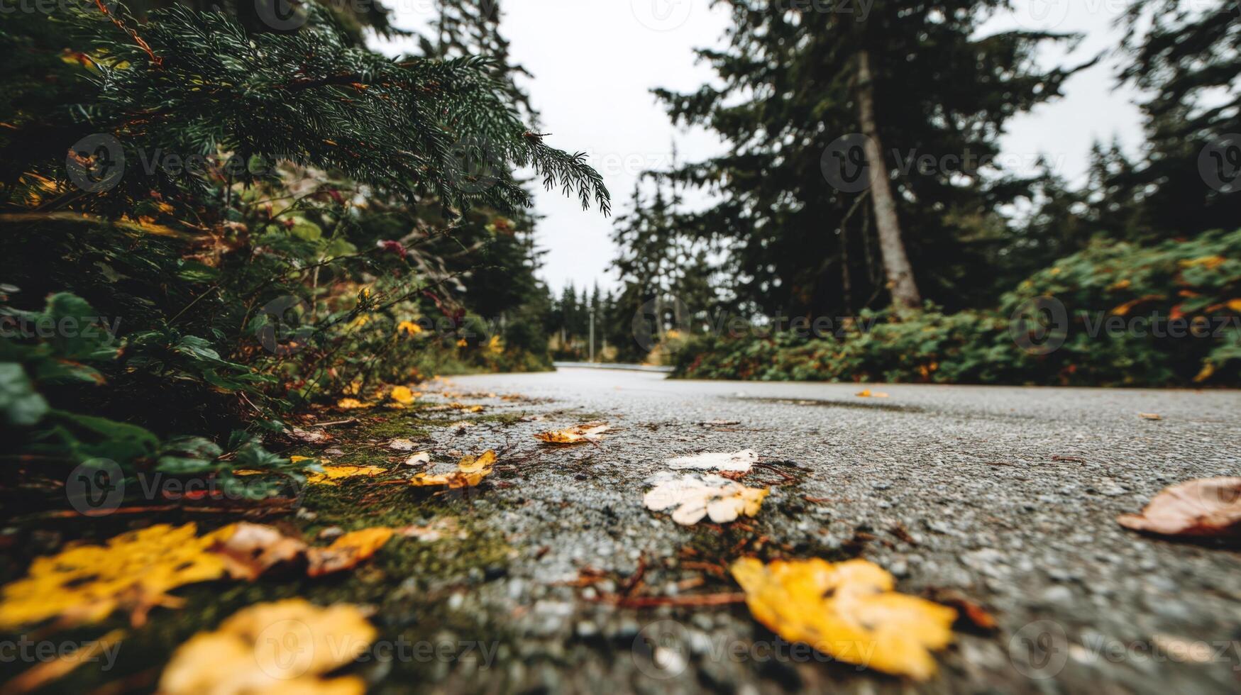 Serene Autumn Forest Path Low Angle View of Yellow and Green Leaves on a Gravel Road photo