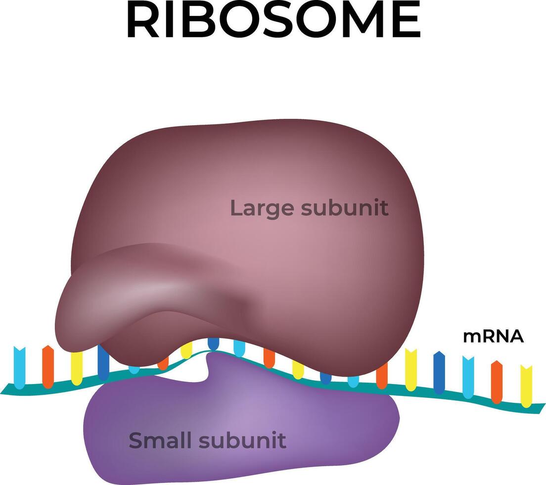 Ribosome The Protein Synthesis Machine Design Illustration vector