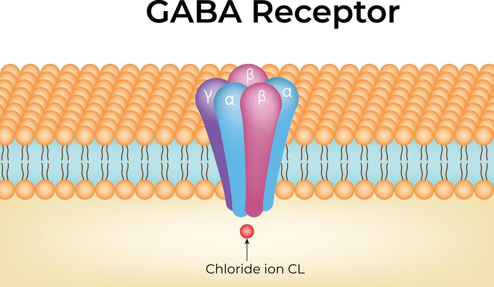 GABA Receptor Structure and Function Design vector