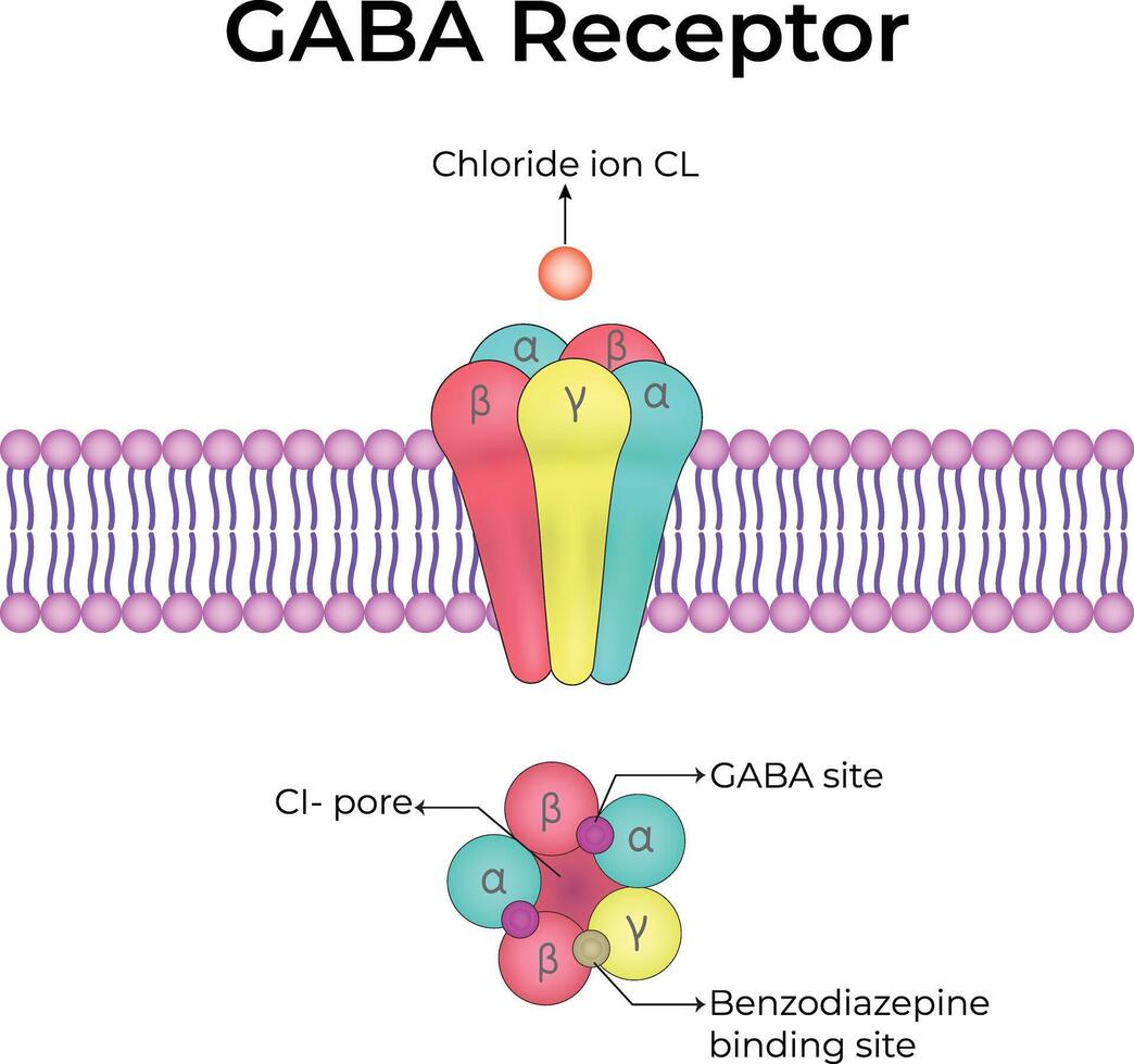 GABA Receptor Structure and Function Design Illustration vector