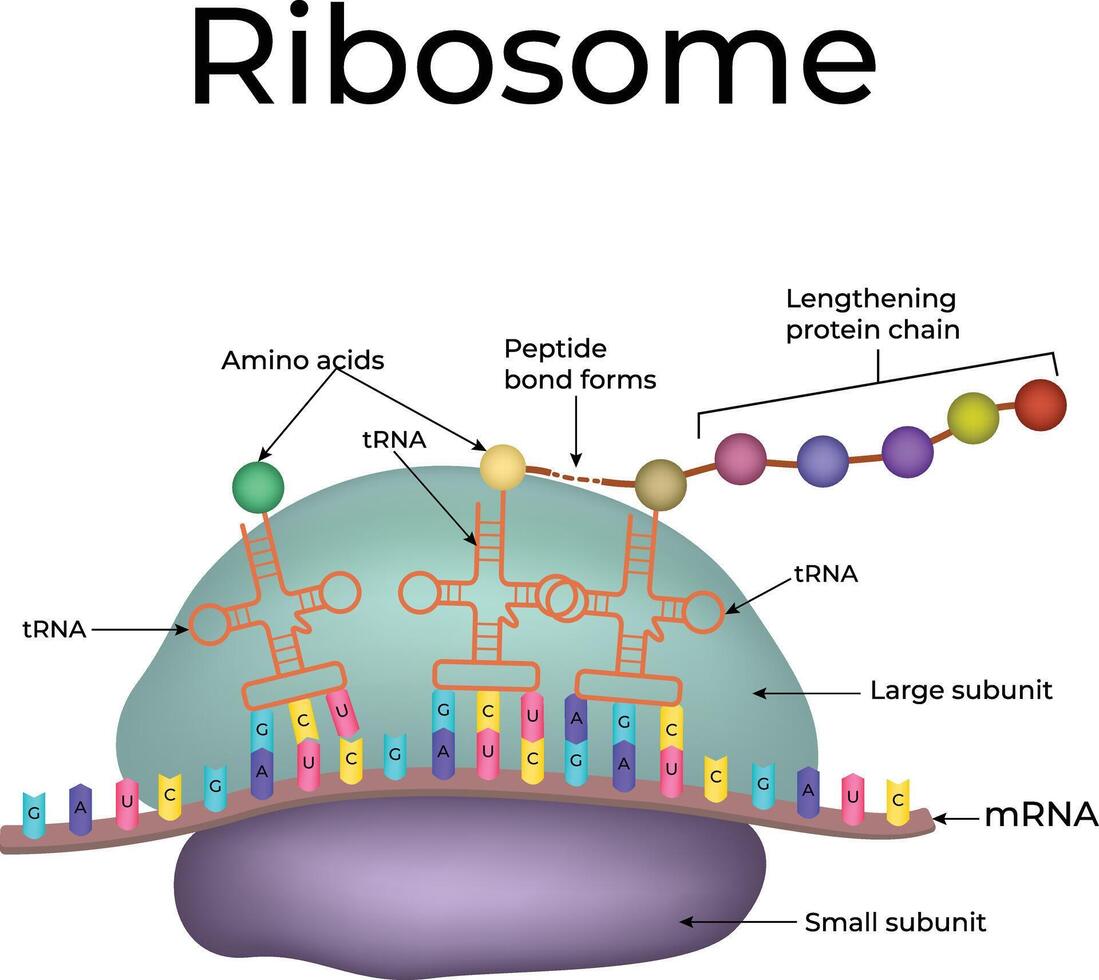 Ribosome Structure and Function in Protein Synthesis Design Illustration vector