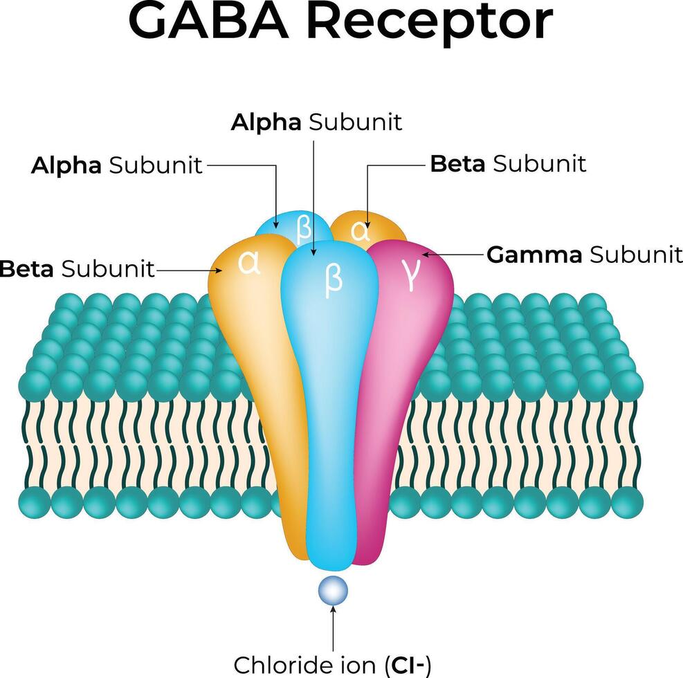 GABA Receptor Structure Design Illustration vector