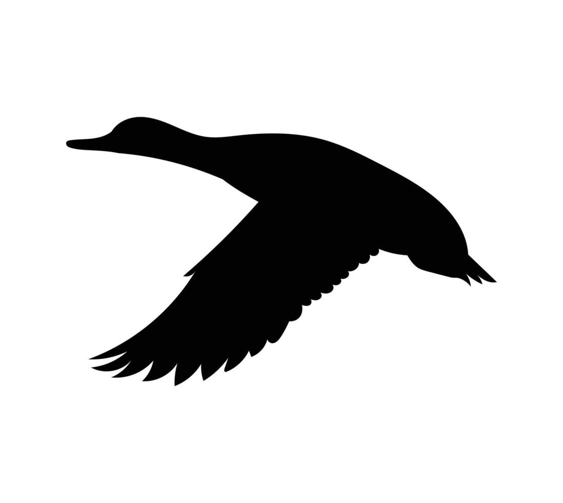 Flying duck silhouette on white background, vector