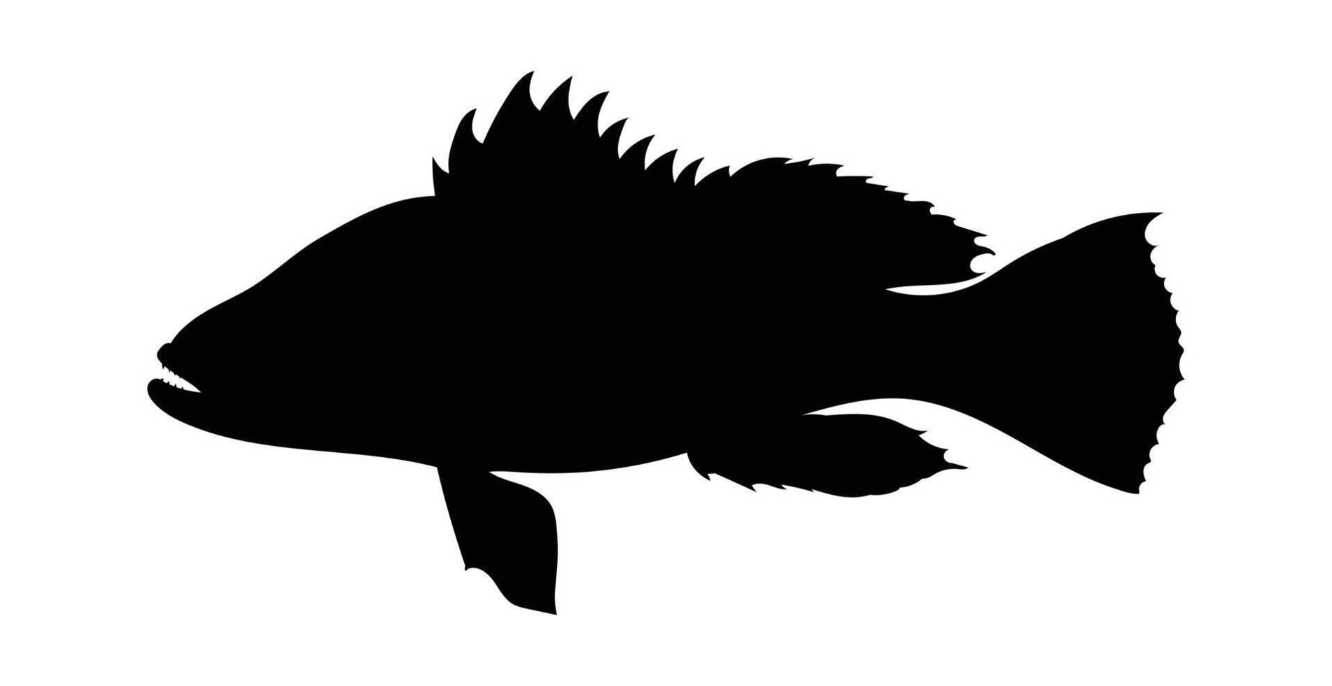 Silhouette seabass, barramundi fish isolated on white background, illustration vector