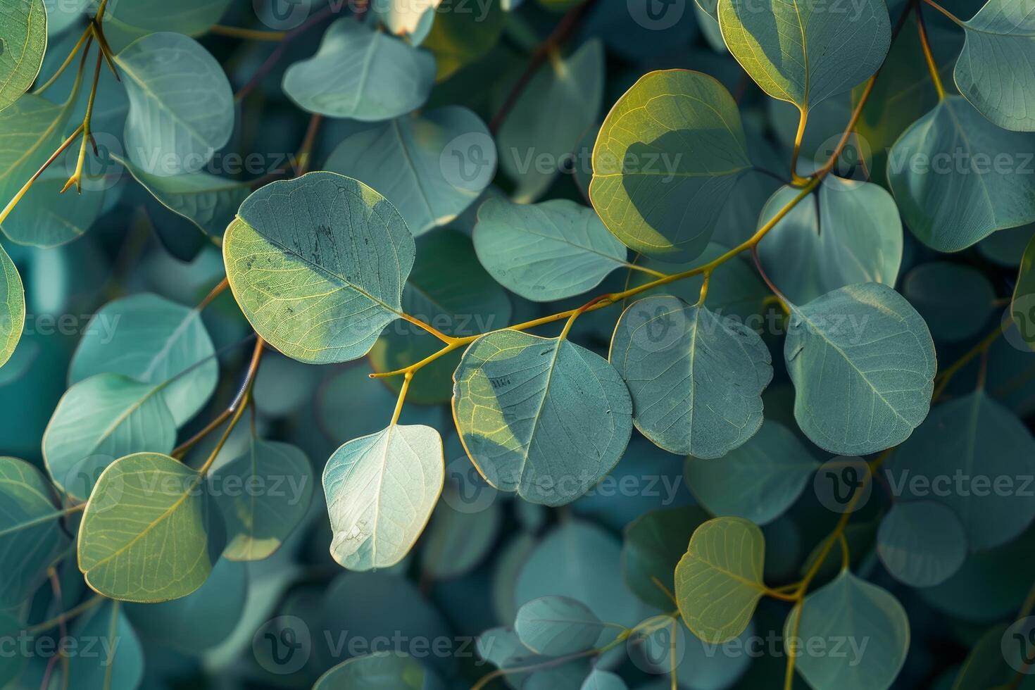 Eucalyptus leaves creating a calming natural background photo