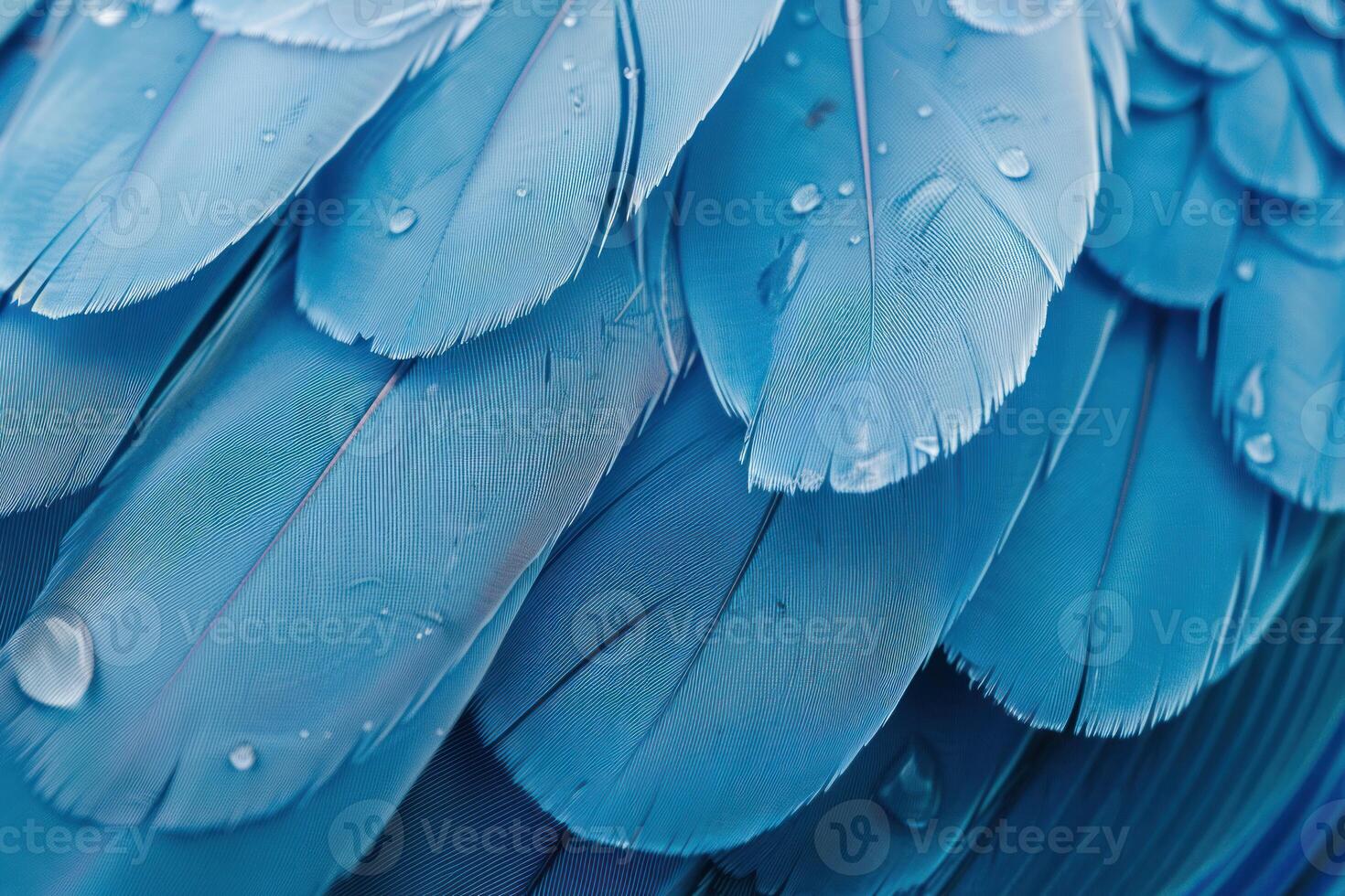 Close up of striking vivid blue feathers with water droplets, creating a stunning natural texture photo