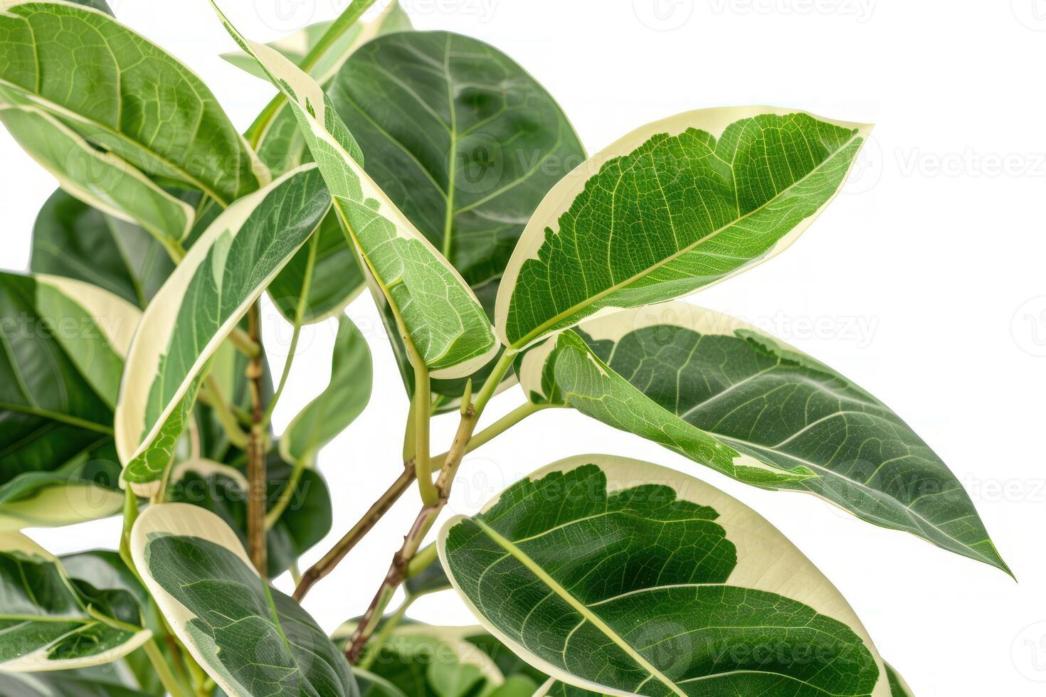 Ficus elastica tineke showing variegated leaves on white background photo