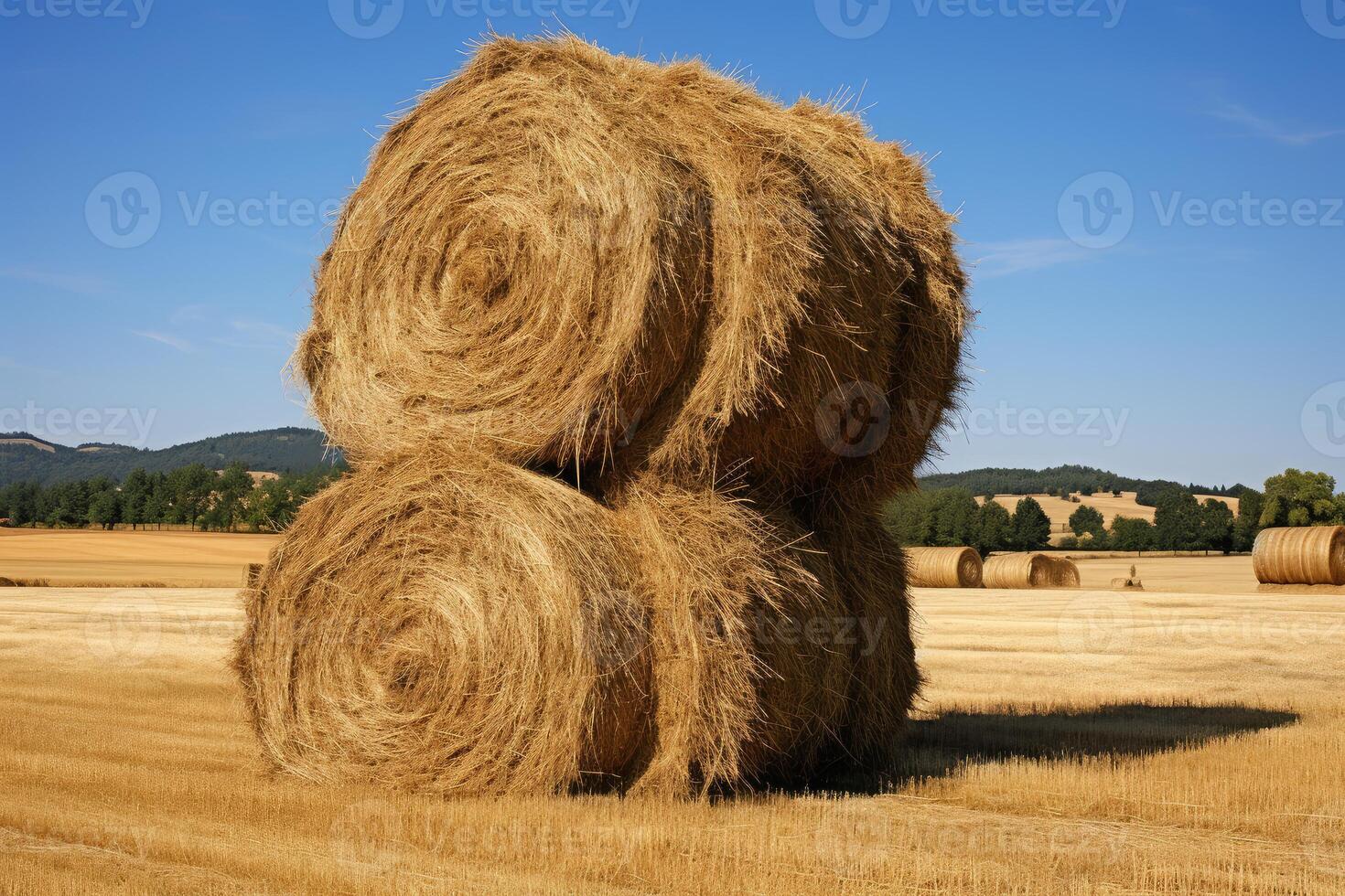Round hay bales stacked in a golden field under blue sky photo
