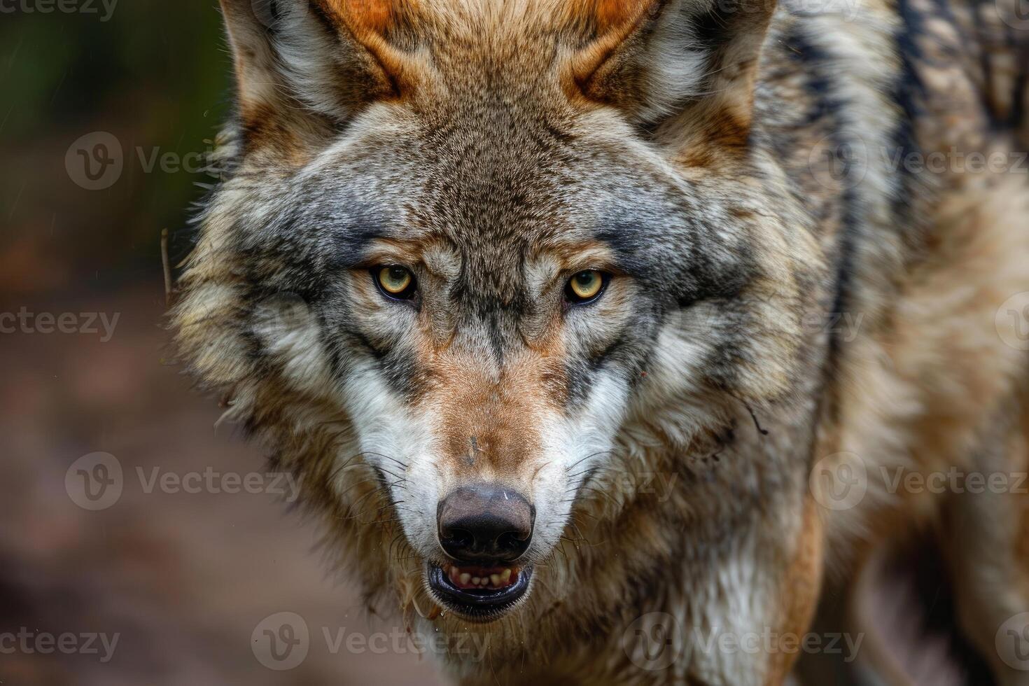 Eurasian wolf showing teeth and staring in forest setting photo