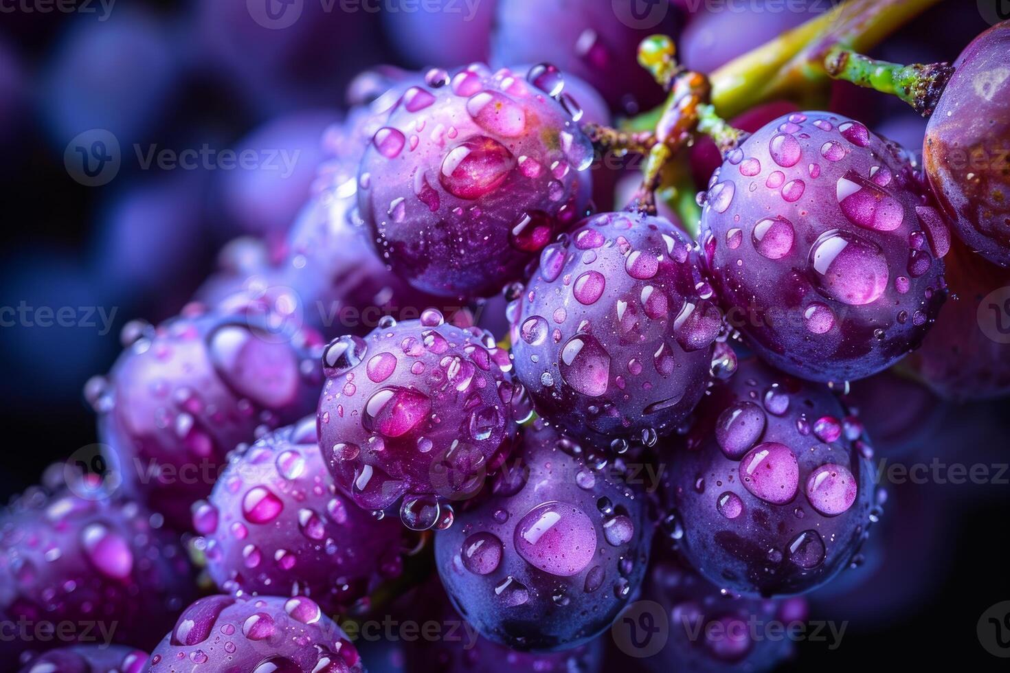 Fresh purple grapes showing water droplets on bunch of fruits photo